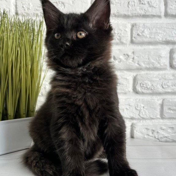 Maine Coon Kelly