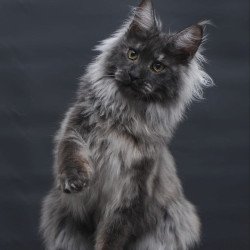 Maine Coon AP Bianka
