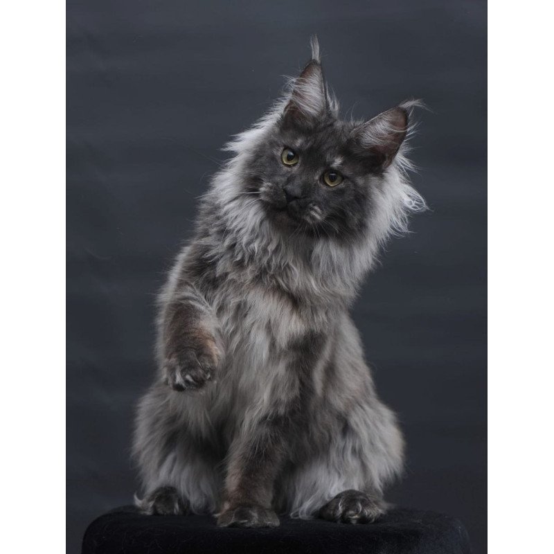 Maine Coon AP Bianka