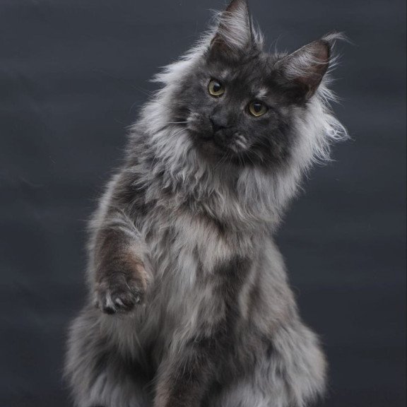Maine Coon AP Bianka