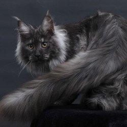 Maine Coon AP Bianka