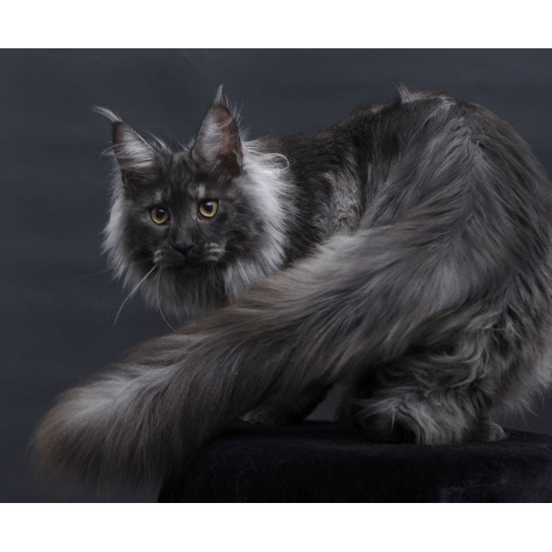 Maine Coon AP Bianka
