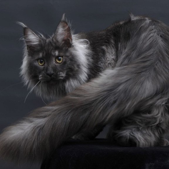 Maine Coon AP Bianka