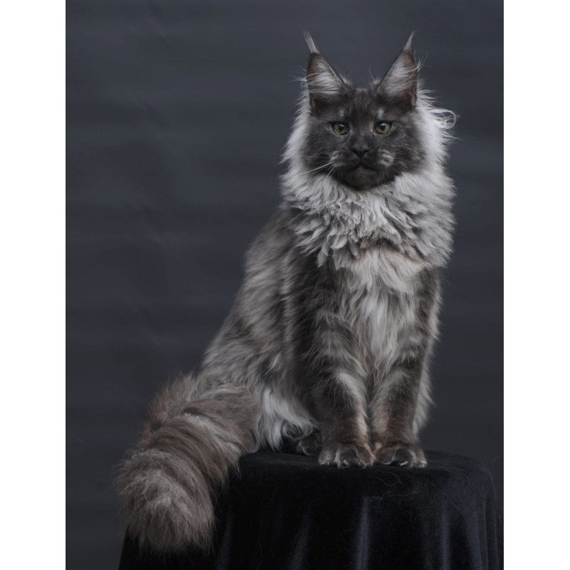 Maine Coon AP Bianka