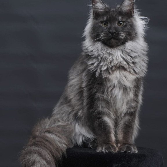 Maine Coon AP Bianka