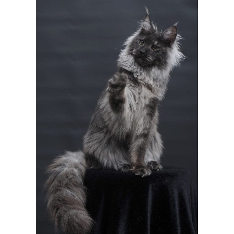 Maine Coon AP Bianka