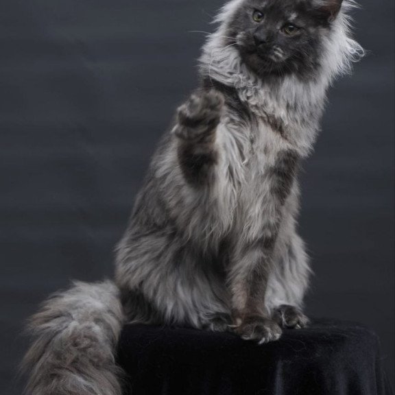 Maine Coon AP Bianka