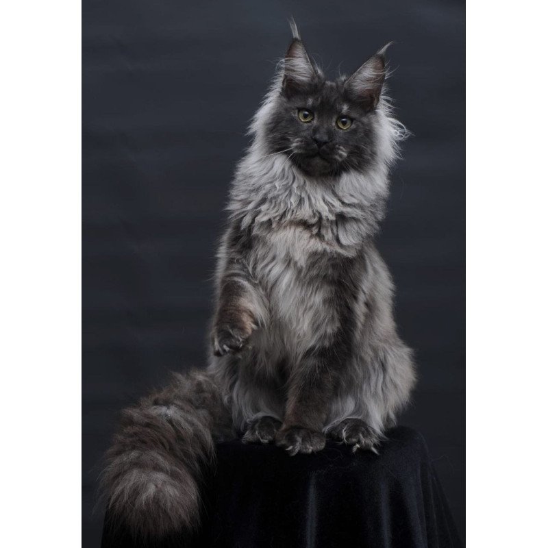 Maine Coon AP Bianka