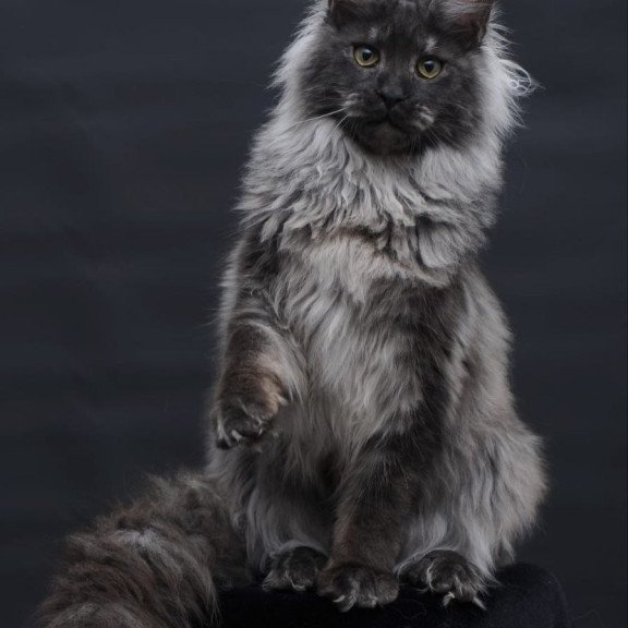 Maine Coon AP Bianka