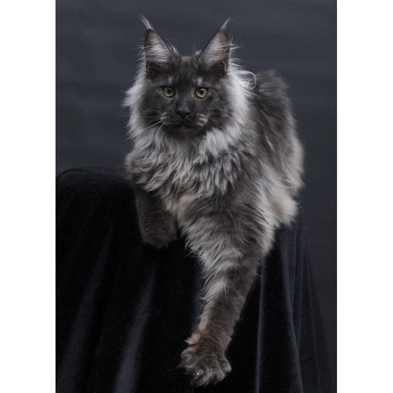 Maine Coon AP Bianka