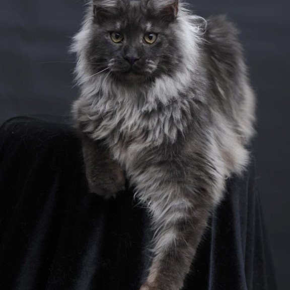 Maine Coon AP Bianka