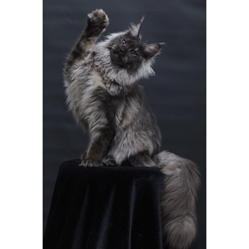 Maine Coon AP Bianka