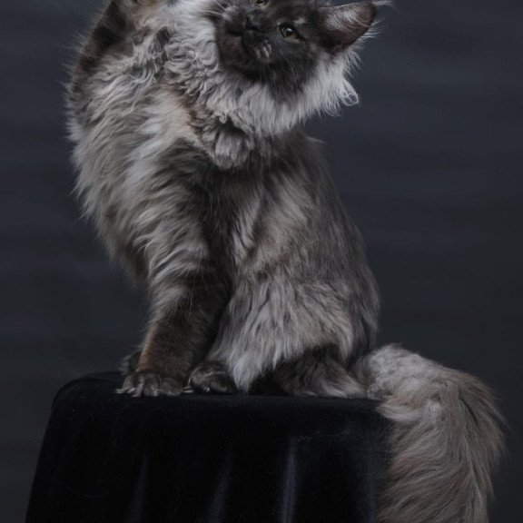 Maine Coon AP Bianka
