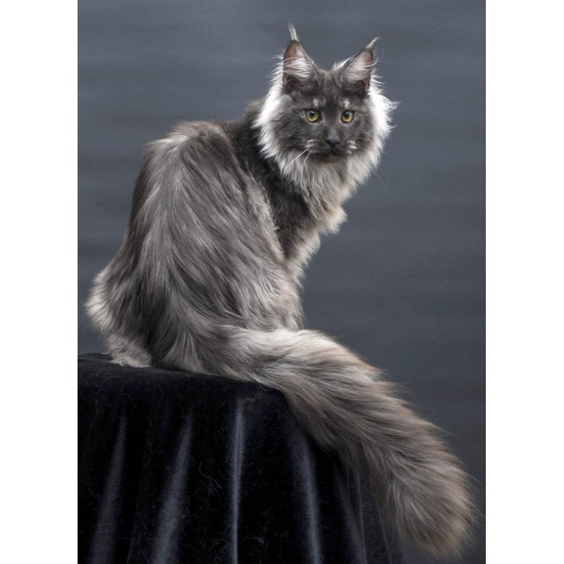 Maine Coon AP Bianka