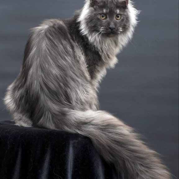 Maine Coon AP Bianka