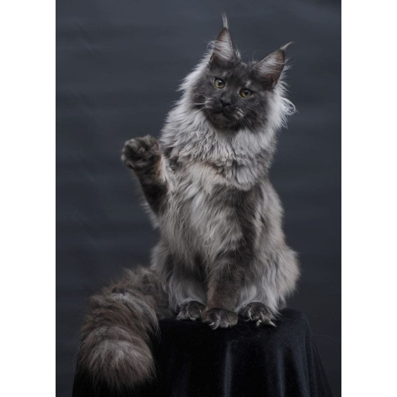 Maine Coon AP Bianka
