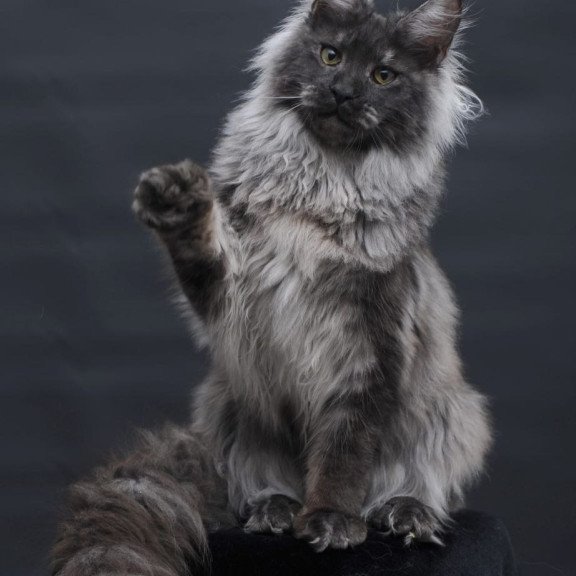 Maine Coon AP Bianka