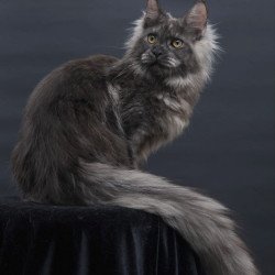 Maine Coon AP Esenia