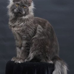 Maine Coon AP Esenia