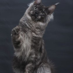 Maine Coon AP Casper