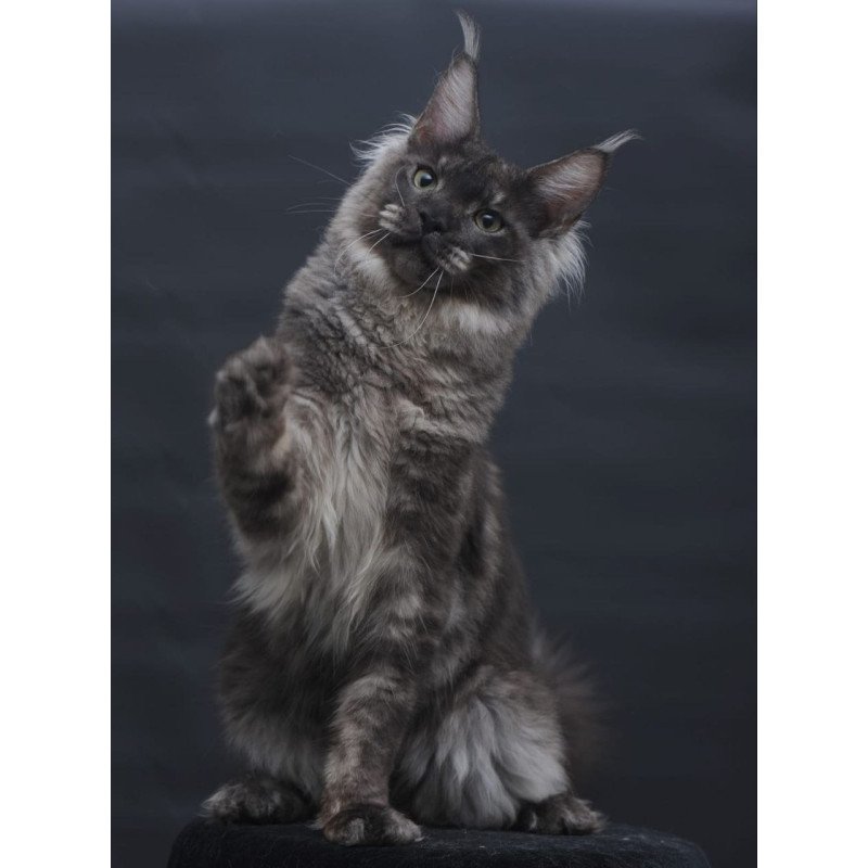 Maine Coon AP Casper