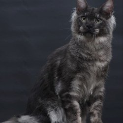 Maine Coon AP Casper