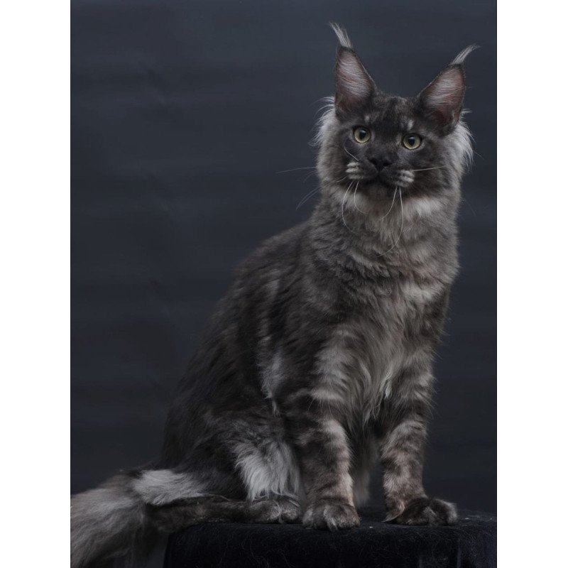 Maine Coon AP Casper