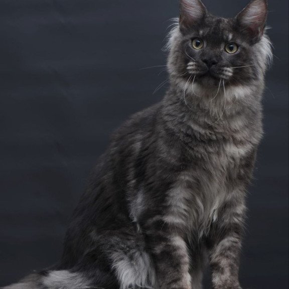 Maine Coon AP Casper