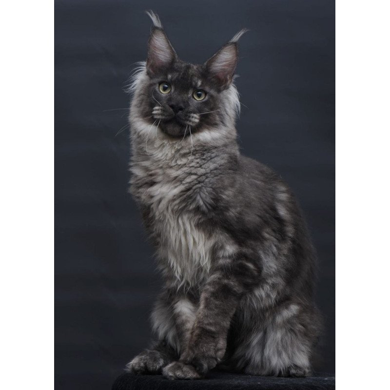 Maine Coon AP Casper