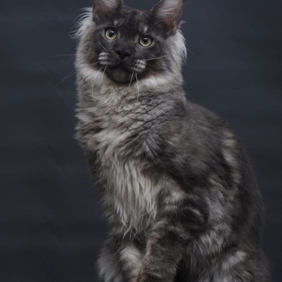 Maine Coon AP Casper