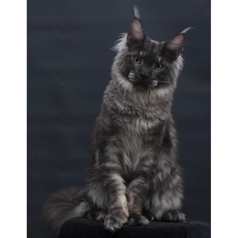 Maine Coon AP Casper