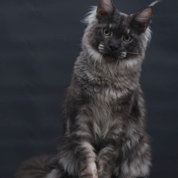 Maine Coon AP Casper