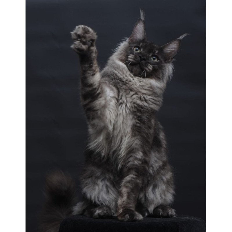 Maine Coon AP Casper
