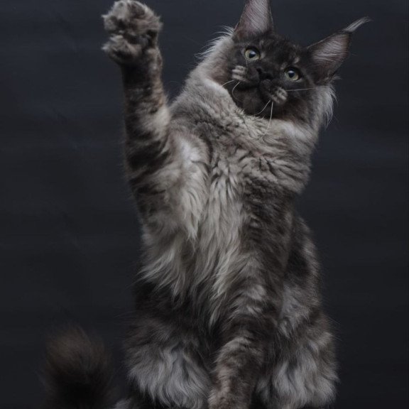 Maine Coon AP Casper