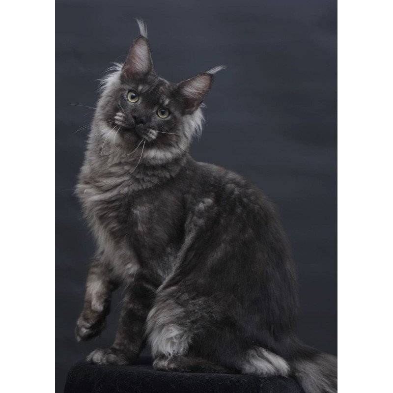 Maine Coon AP Casper