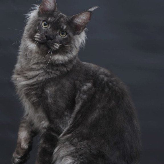 Maine Coon AP Casper