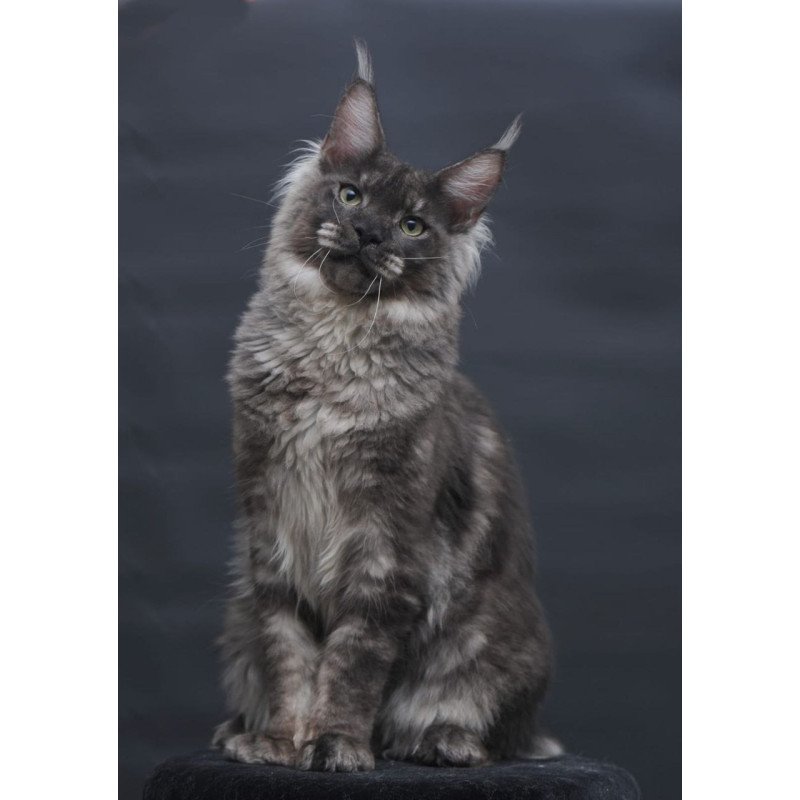 Maine Coon AP Casper
