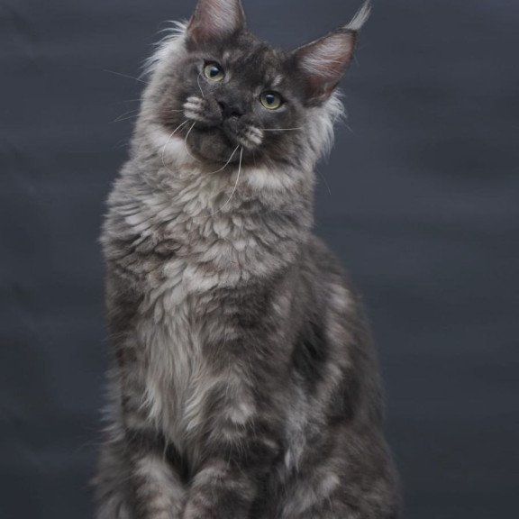 Maine Coon AP Casper