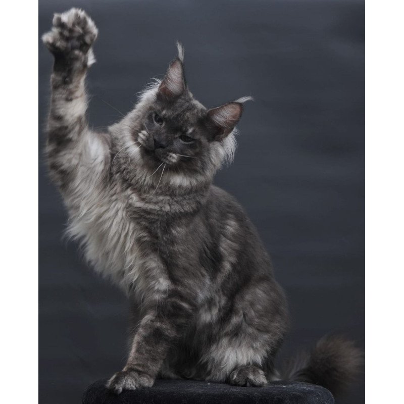 Maine Coon AP Casper