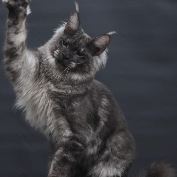 Maine Coon AP Casper