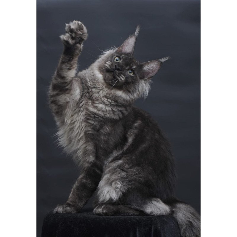 Maine Coon AP Casper