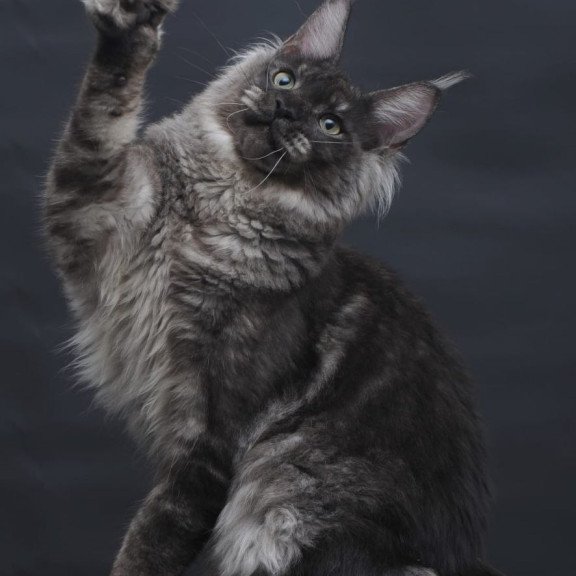 Maine Coon AP Casper