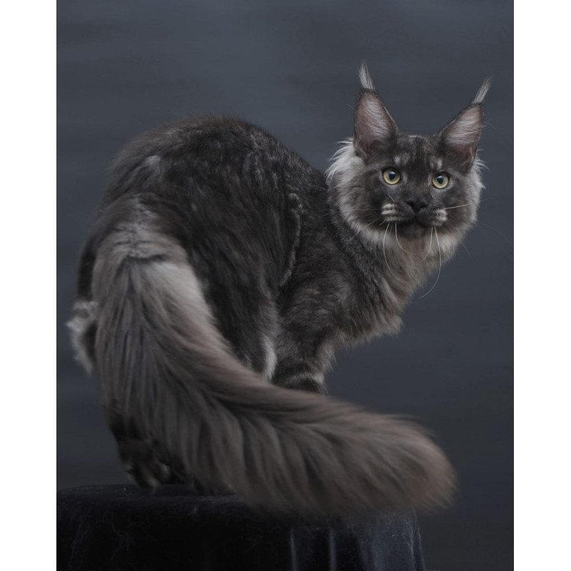 Maine Coon AP Casper