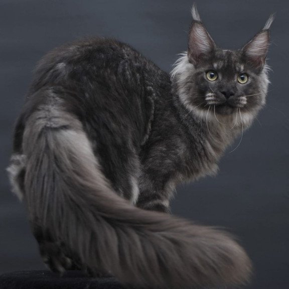 Maine Coon AP Casper