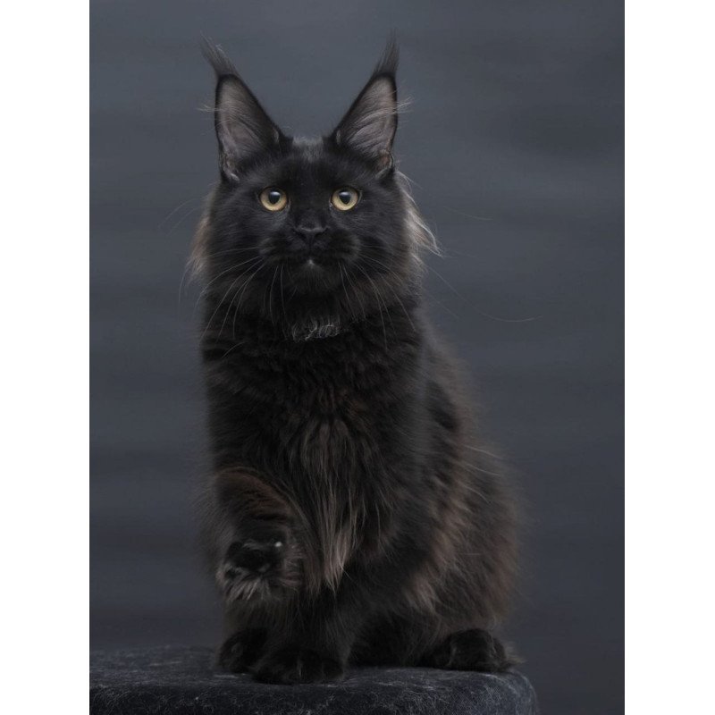 Maine Coon AP Flora