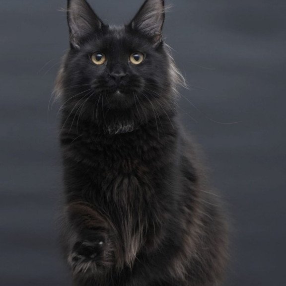 Maine Coon AP Flora