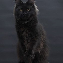 Maine Coon AP Flora