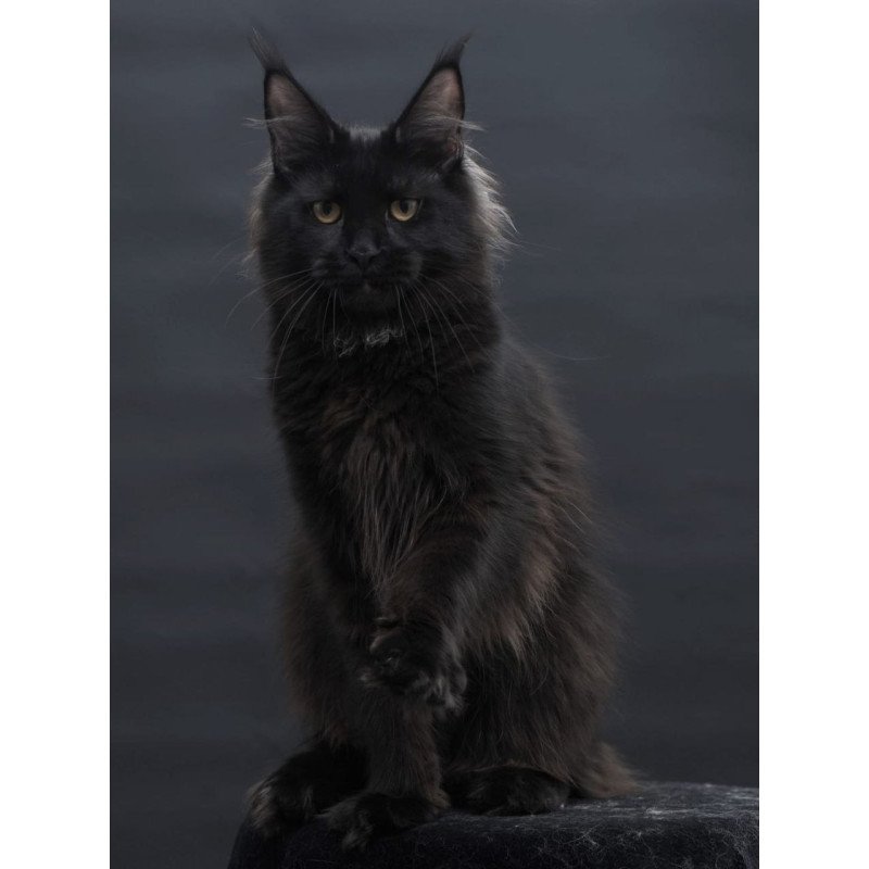 Maine Coon AP Flora