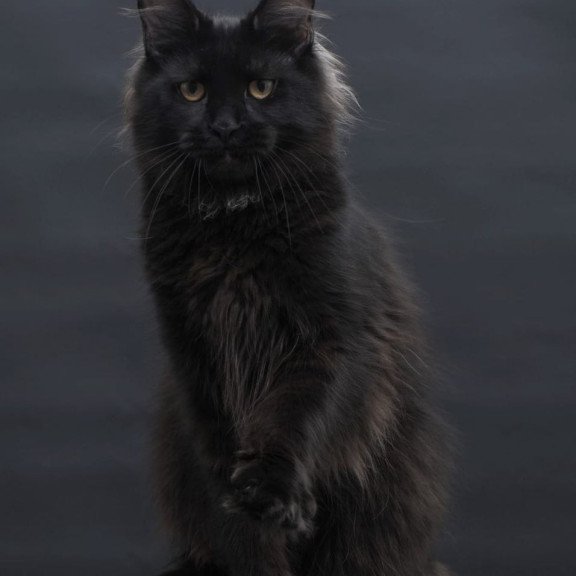 Maine Coon AP Flora