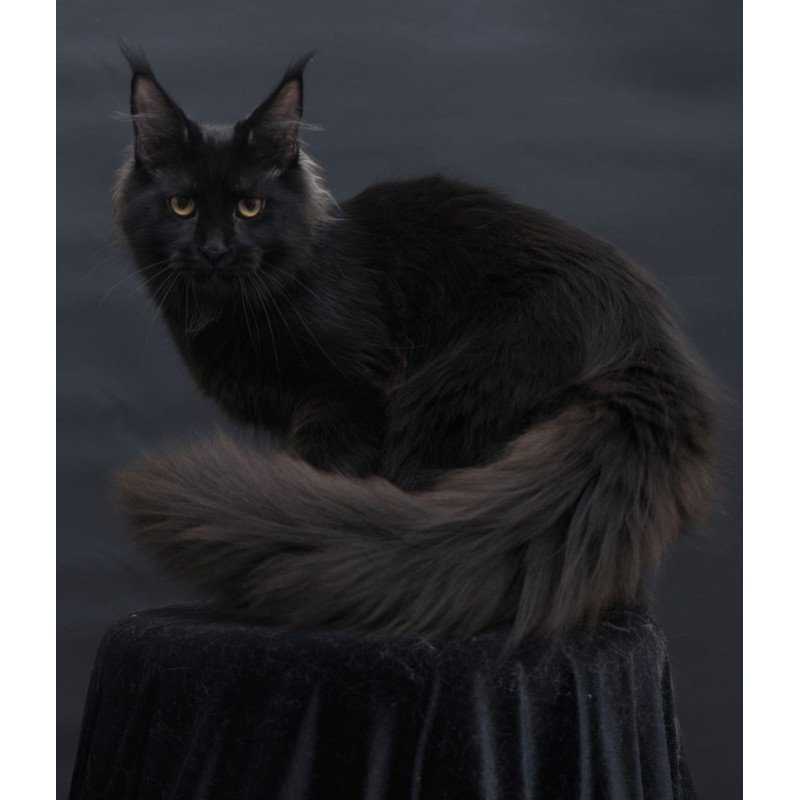 Maine Coon AP Flora